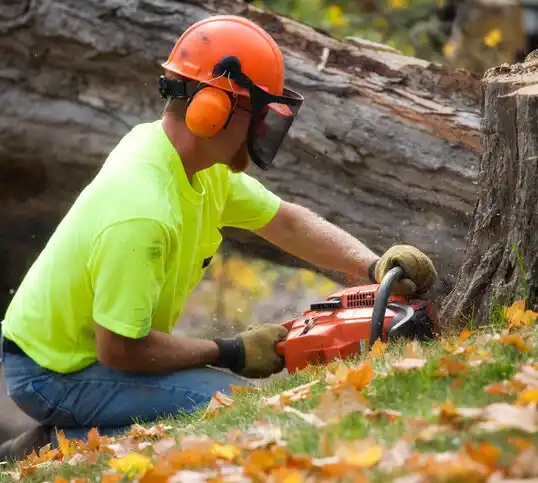 tree services Bellmawr